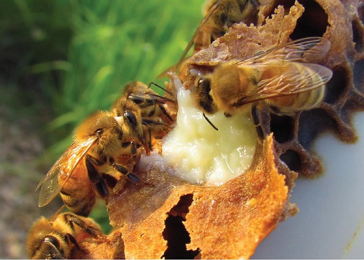 Queen Bees Love Their Royal Jelly and You Should Too